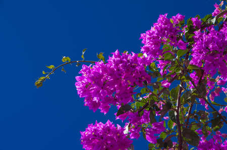 Flowers in La Palmaの写真素材