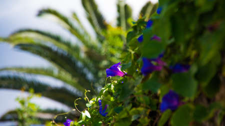 Spain gardenの写真素材