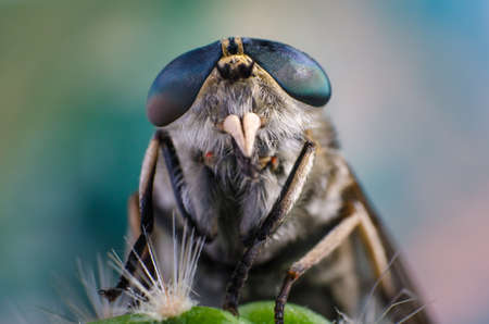 Portrait of a fly close upの写真素材