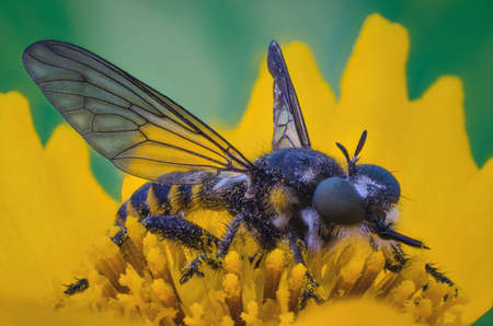 The Asilidae are the robber fly family