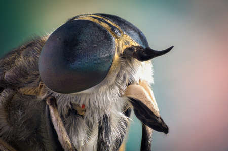 Portrait of a fly close upの写真素材