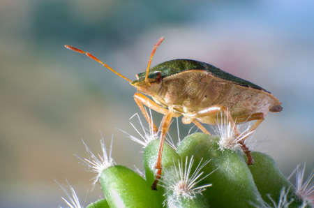 Green shield bug on a cactusの写真素材