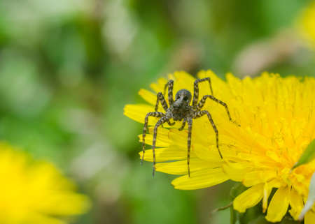 The spider in the grassの写真素材