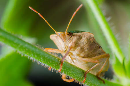 Green shield bug, Palomena prasinaの写真素材