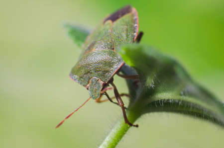 Green shield bug, Palomena prasinaの写真素材
