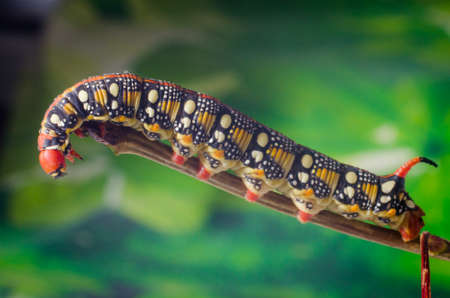 Hyles euphorbiae, caterpillarの写真素材