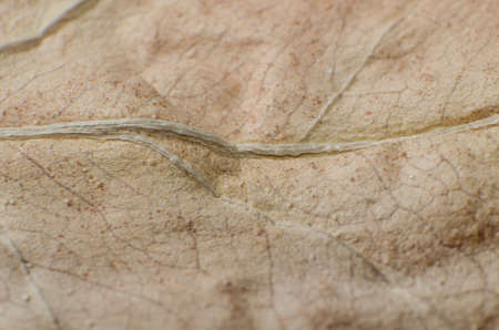 Pattern of dry brown leaves.