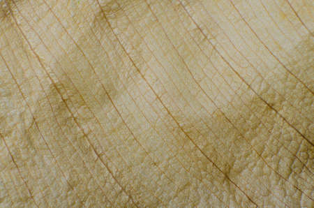 Pattern of dry brown leaves.の写真素材