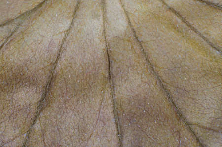 Pattern of dry brown leaves.の写真素材