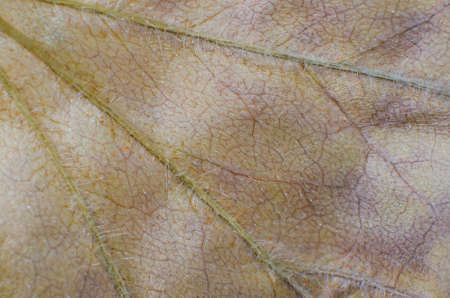 Pattern of dry brown leaves.の写真素材