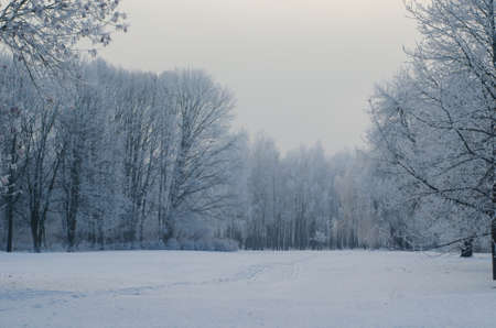 Trees covered with frost in a snowy forest.