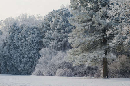 Trees covered with frost in a snowy forest.の写真素材