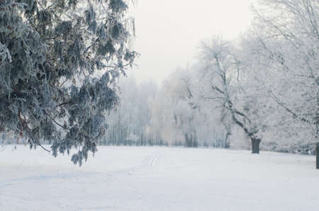 Trees covered with frost in a snowy forest.の写真素材