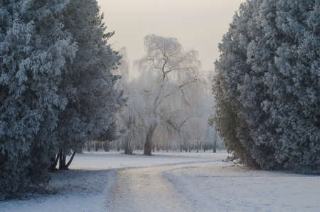 Trees covered with frost in a snowy forest.の写真素材