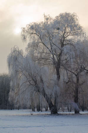 Trees covered with frost in a snowy forest.の写真素材