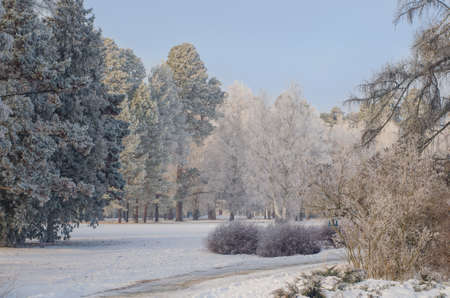 Trees covered with frost in a snowy forest.の写真素材