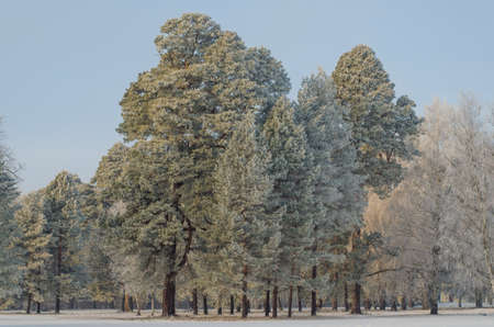 Trees covered with frost in a snowy forest.の写真素材