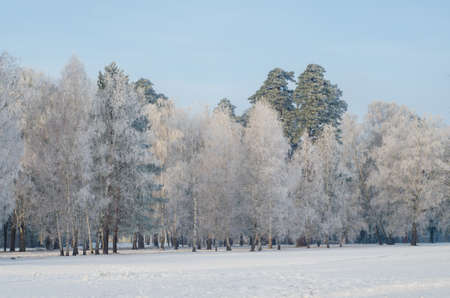 Trees covered with frost in a snowy forest.の写真素材