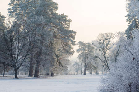 Trees covered with frost in a snowy forest.の写真素材