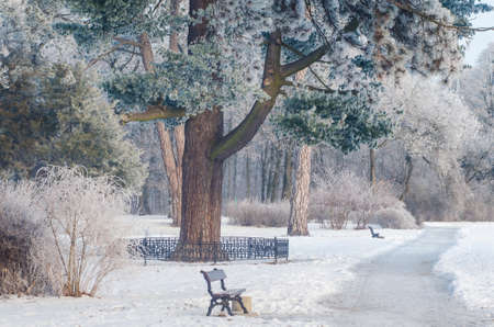 Trees covered with frost in a snowy forest.の写真素材