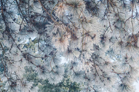 Trees covered with frost in a snowy forest.の写真素材