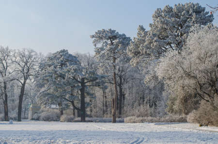 Trees covered with frost in a snowy forest.の写真素材