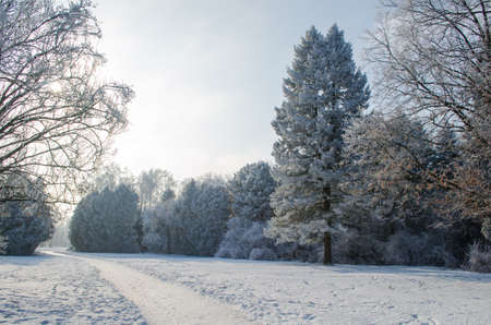 Trees covered with frost in a snowy forest.の写真素材