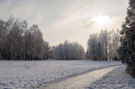 Trees covered with frost in a snowy forest.の写真素材