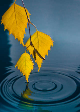 Leaves of birch over the water with ripples from the raindrops.の写真素材