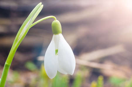 Snowdrop flowers in the sunlight.の写真素材