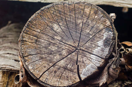 Old tree stump background,weathered wood texture with the cross section of a cut log.の写真素材