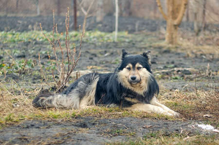 Big black dog lying on the ground.の写真素材