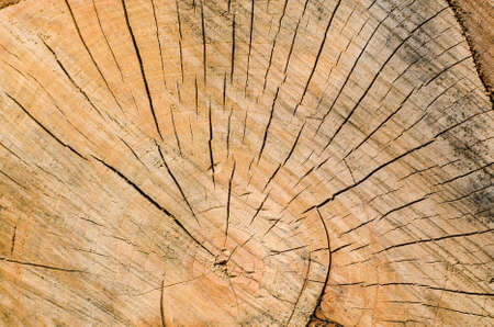 Old tree stump background,weathered wood texture with the cross section of a cut log.