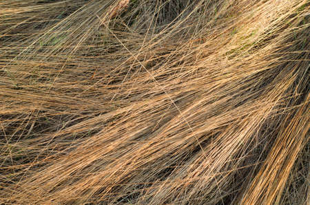 Dry grass as background textureの写真素材