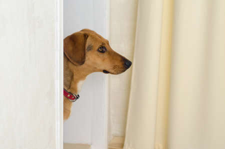 The dog is standing on the threshold in the doorway and looks into the room.の写真素材