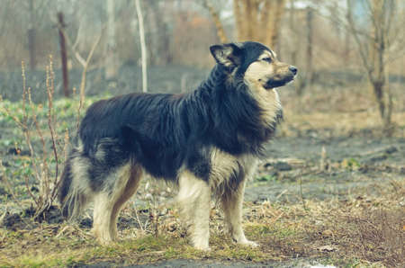 Big black dog is standing on earth and looking into the distance.の写真素材