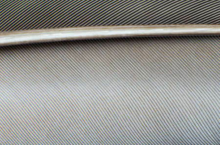 Pigeon feather close-up background texture.の写真素材