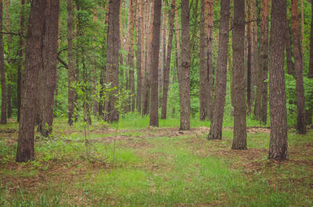 Beautiful green forest in spring.
