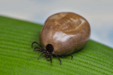 Filled with blood the tick sits on a green leaf.の写真素材