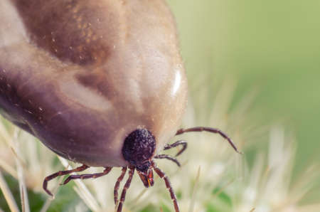 Filled with blood the tick sits on a cactus.の写真素材