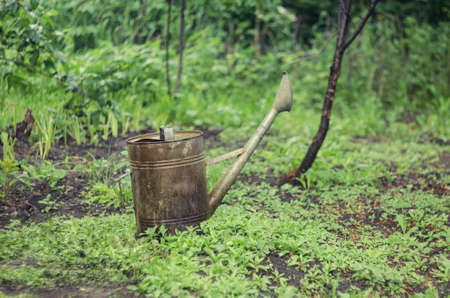 Old watering can in the garden.の写真素材