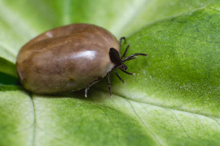 Filled with blood the tick sits on a green leaf.の写真素材