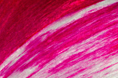 Petals of a tulip close-up background texture.の写真素材