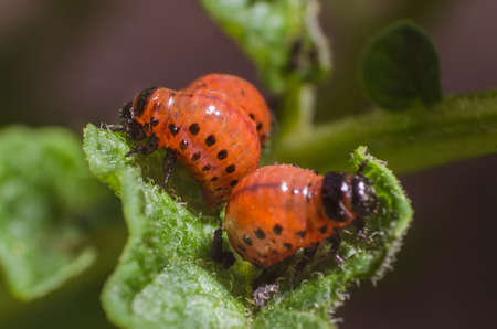Red larva of the Colorado potato beetle eats potato leaves.の写真素材