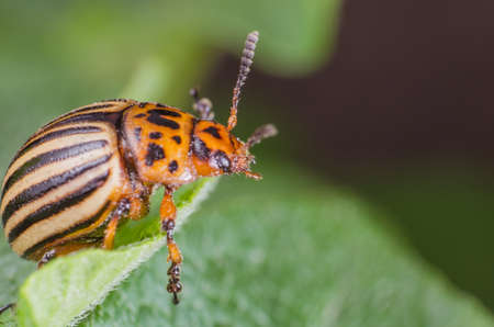 Colorado potato beetle eats potato leaves, close-up.の写真素材