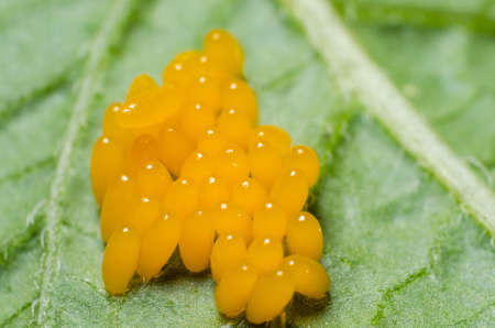 Yellow eggs of a Colorado beetle close-up.の写真素材