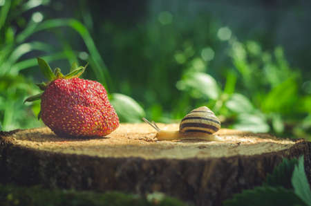 The snail crawls to the strawberry on the stump.の写真素材