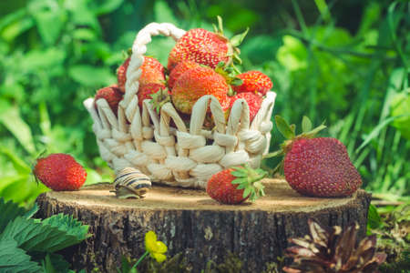 Basket with strawberries and a snail is on the stump.の写真素材