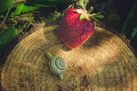 The snail crawls to the strawberry on the stump.の写真素材