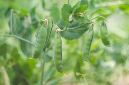 Pods of green peas grow on the garden.の写真素材